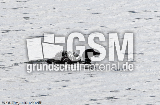 Eistaucher (9 von 26).jpg